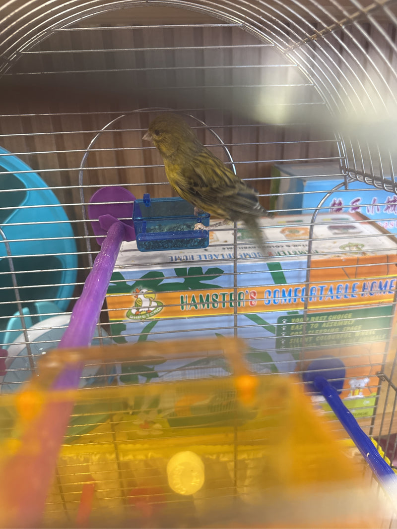 canari — Bild 2
