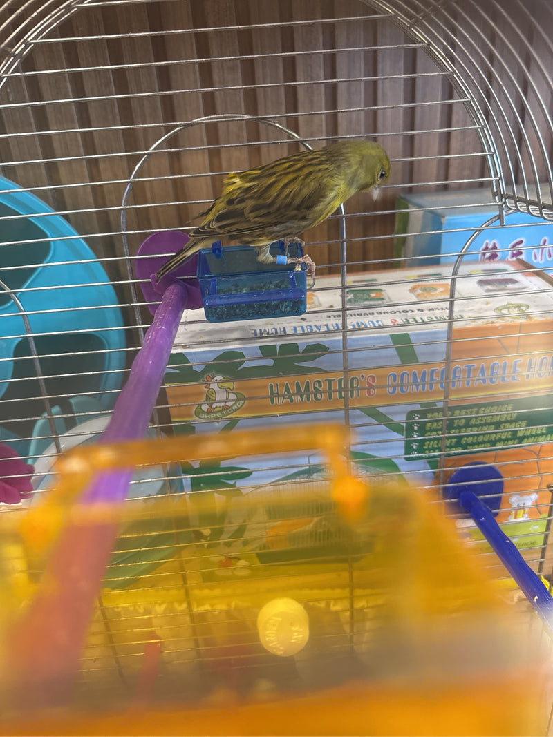 canari — Bild 1