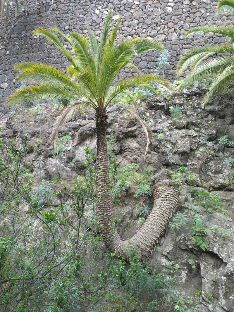 Palmier dattier des Canaries — Bild 1