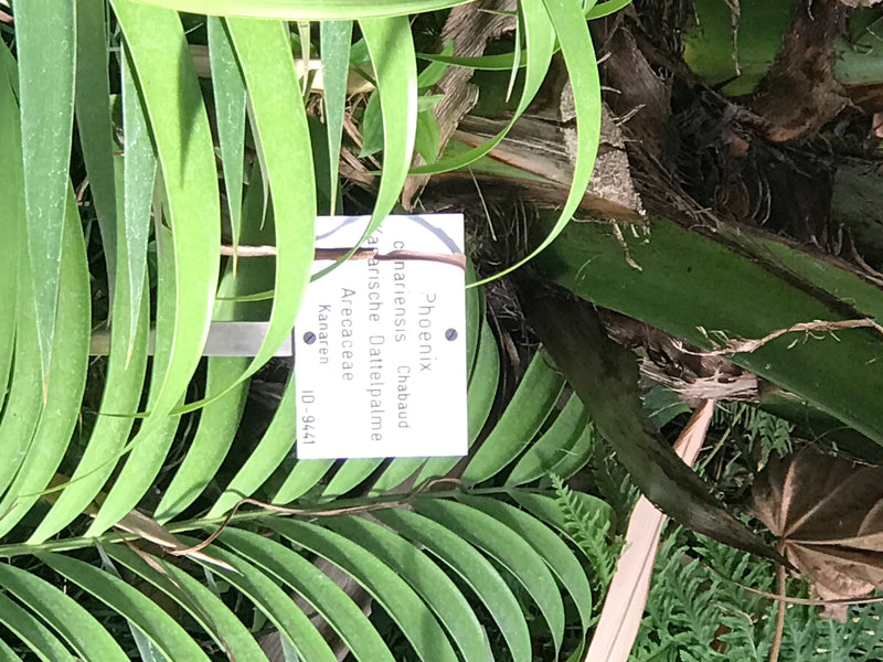 On peut voir de près les feuilles vertes pennées et le tronc d'un palmier des Canaries.