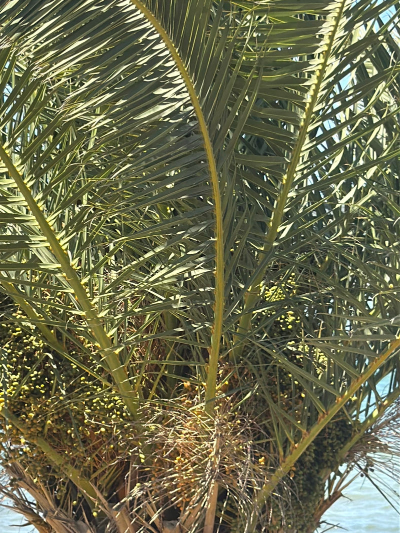 L'image montre les frondes denses et pennées ainsi que les régimes de fruits d'un palmier des Canaries. Les longues feuilles partent de la couronne centrale.