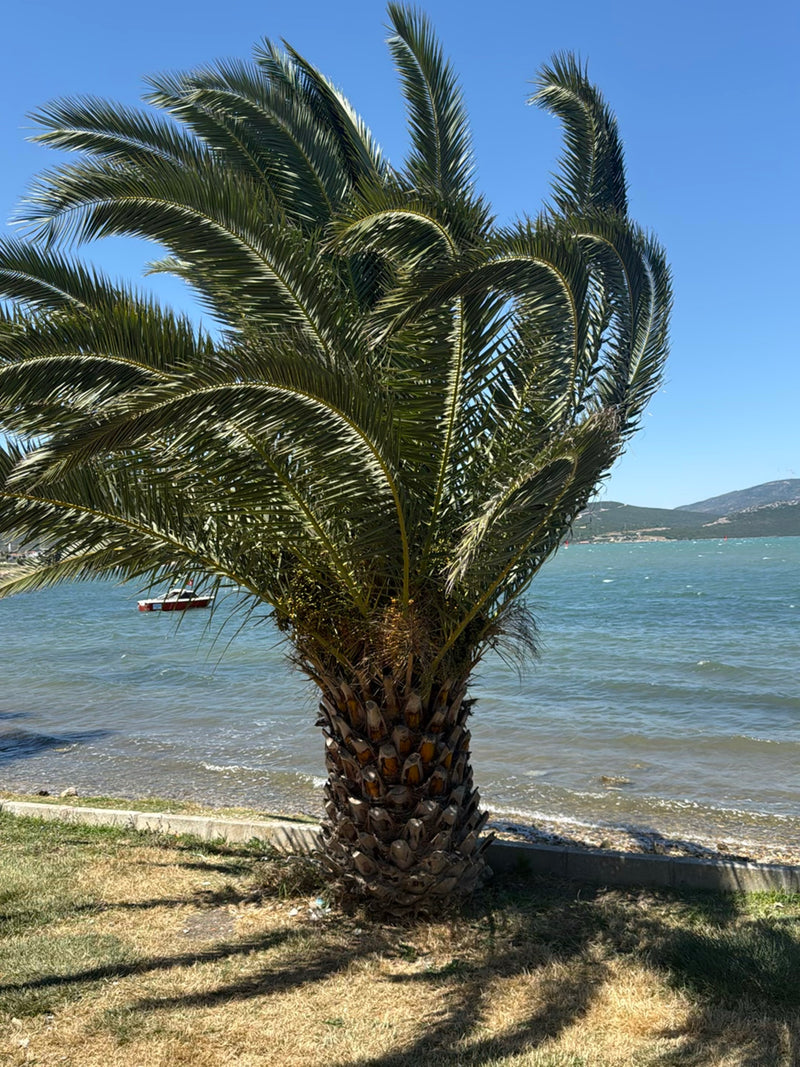 On peut voir un palmier des Canaries adulte avec un motif de tronc caractéristique et une grande couronne de feuilles directement au bord de la mer.