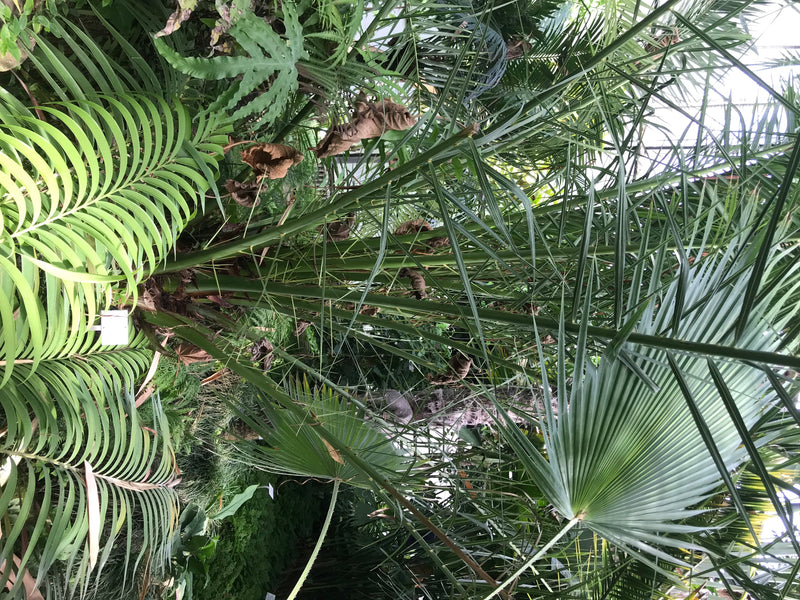 L'image montre un palmier des Canaries avec ses feuilles pennées typiques dans un environnement luxuriant. La perspective est orientée vers le haut à travers...