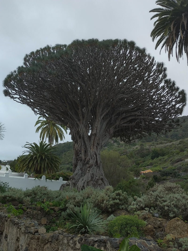 Dragonnier des Canaries — Bild 1