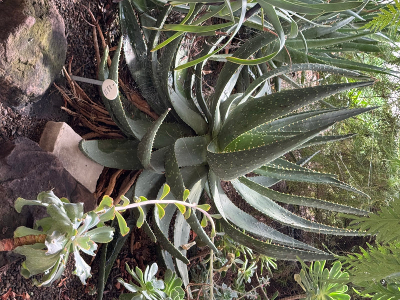 Kap-Aloe — photo 2 sur 2
