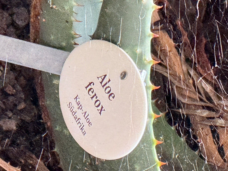 Kap-Aloe — photo 1 sur 2
