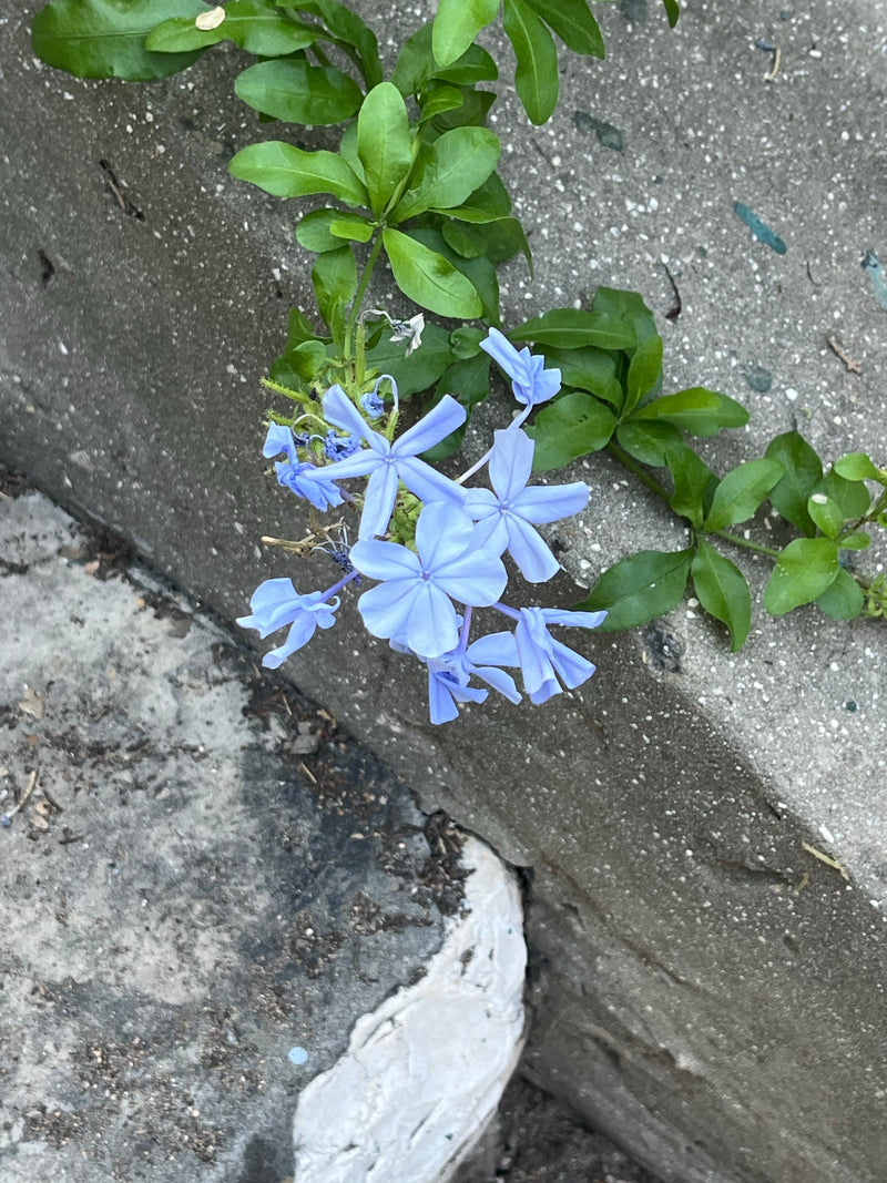 Plombagine — Bild 1