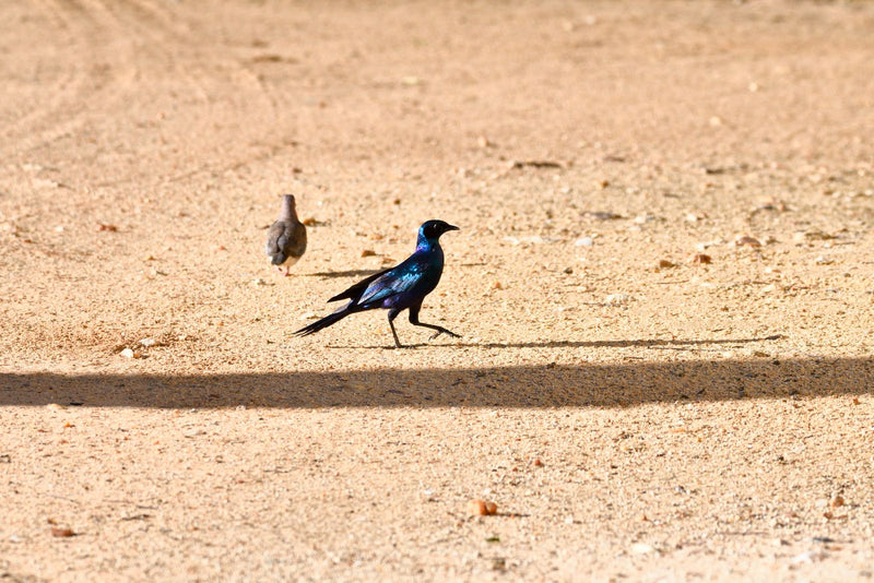 Un choucador à épaulettes rouges au plumage bleu métallique marche sur un sol sablonneux et ensoleillé. Une petite tourterelle est visible en arrière-plan.