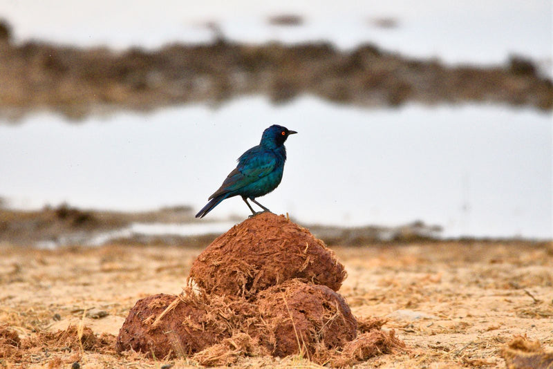 Un choucador à épaulettes rouges perché de profil sur un tas d'excréments séchés dans un paysage ouvert.