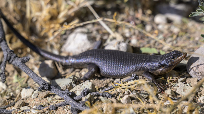 Kap-Skink — photo 1 sur 1