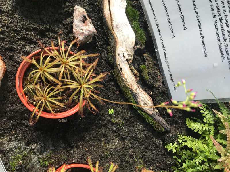 L'image montre un Droséra à feuilles de cap dans un petit pot de fleurs rouge. La plante présente ses feuilles caractéristiques recouvertes de tentacules ain...