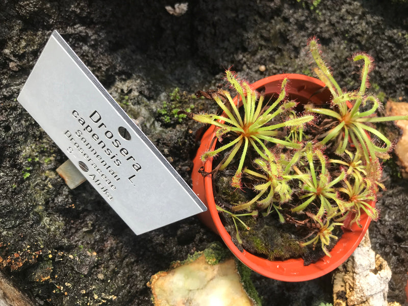 Plusieurs spécimens de droséra du Cap poussent dans un petit pot de fleurs orange. À côté se trouve un panneau avec le nom scientifique.