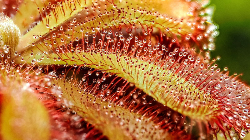 Un plan macro détaillé montre les feuilles d'un droséra du Cap, recouvertes de fins poils glanduleux et de gouttes de sécrétion scintillantes.