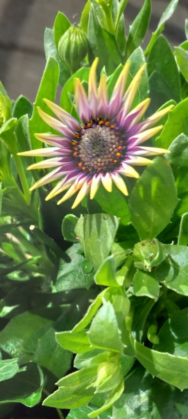 Marguerite du Cap — Bild 1