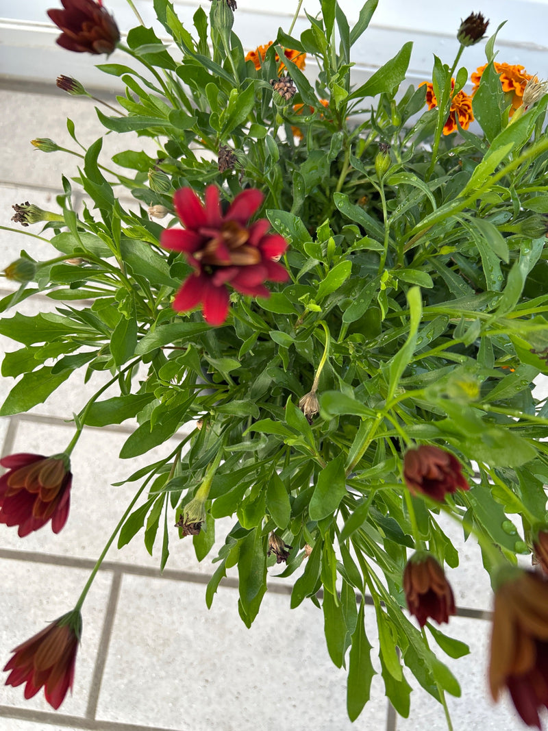 On peut voir une marguerite du Cap en fleurs avec des fleurs rouge foncé et des feuilles vertes luxuriantes. La plante est dans un pot sur un fond clair.