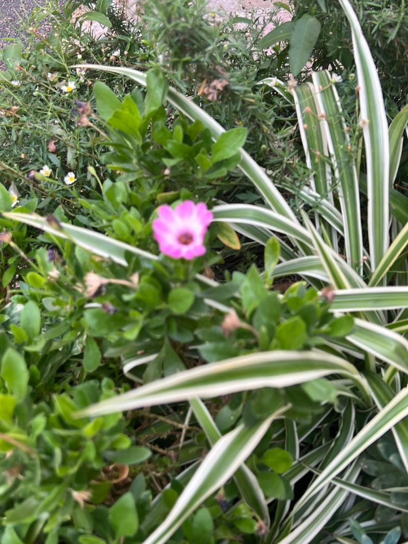 On peut voir une seule fleur rose de marguerite du Cap, poussant au centre entre un feuillage vert et des herbes ornementales dans un parterre.