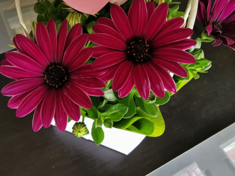 L'image montre deux magnifiques fleurs violettes de Marguerite du Cap en gros plan. Elles se trouvent dans un bac à plantes avec des feuilles vertes.