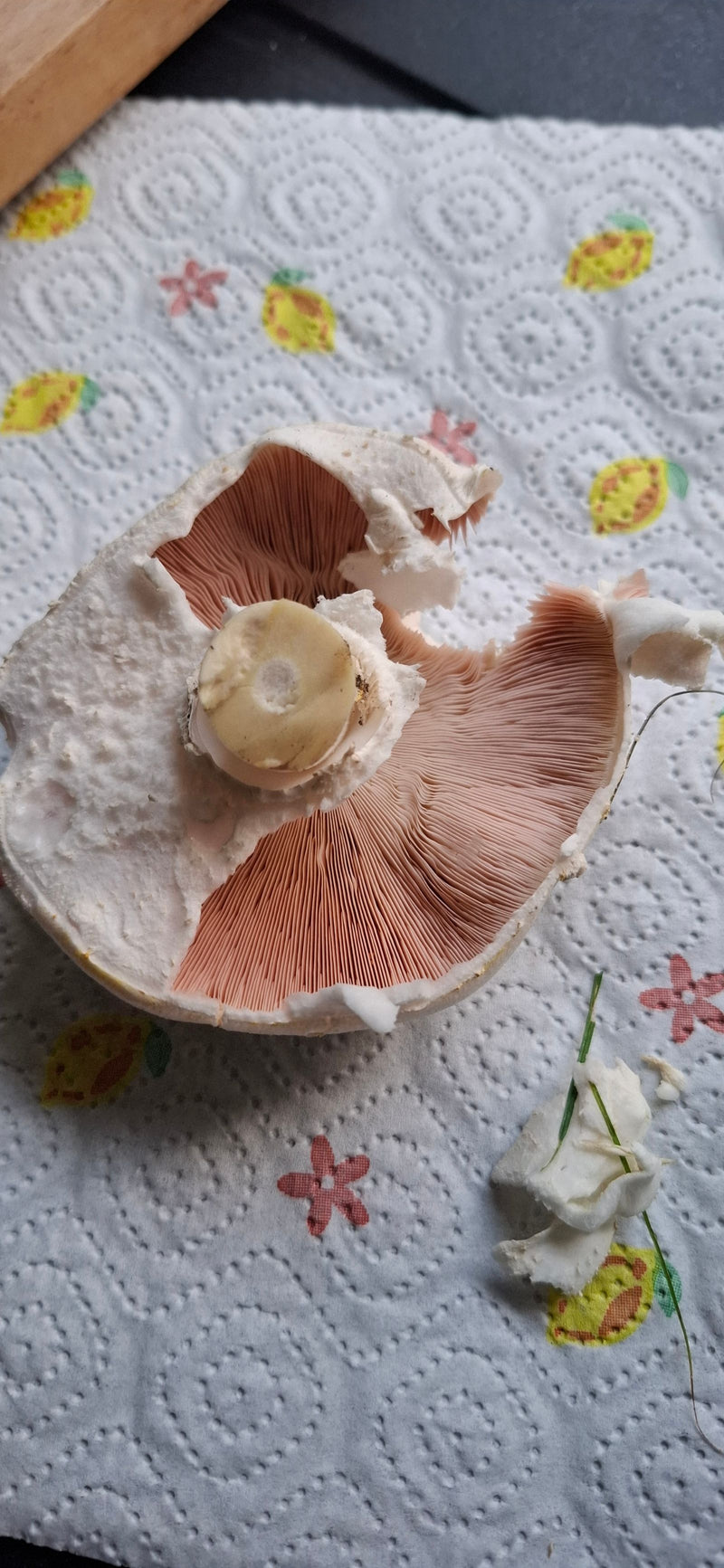 On aperçoit le carpophore d'un rosé-des-prés jaunissant vu du dessous, avec les lamelles et la base du pied sur du papier absorbant.