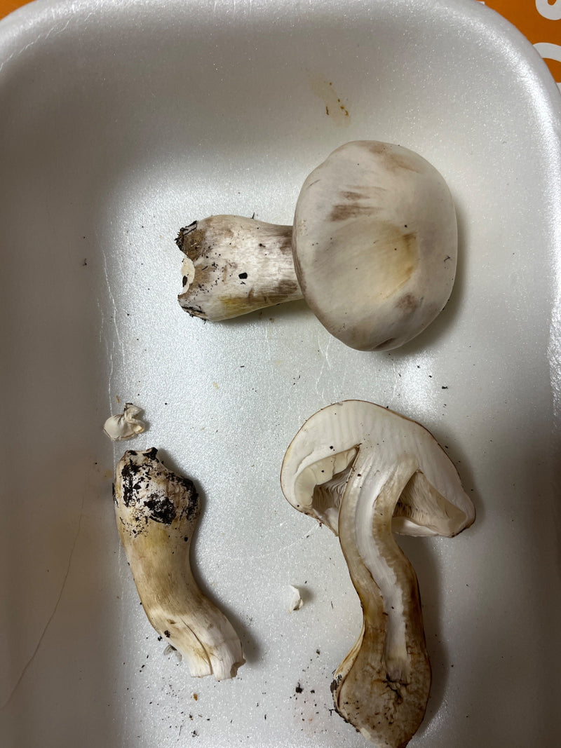 Plusieurs carpophores coupés de champignets jaunissants reposent dans un plateau blanc, l'un d'eux étant coupé.