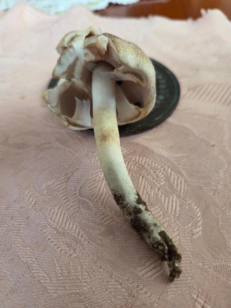 On aperçoit le carpophore d'un agaric jaunissant avec un chapeau ouvert et des lamelles visibles. Le champignon repose sur une surface à motifs.
