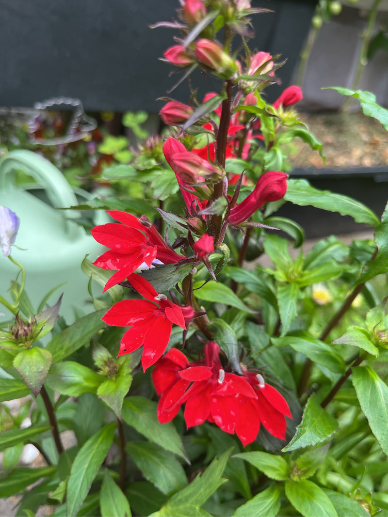 Cardinal Lobélie — Bild 1