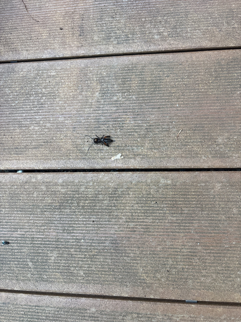 Guêpe carotte — photo 1 sur 4
