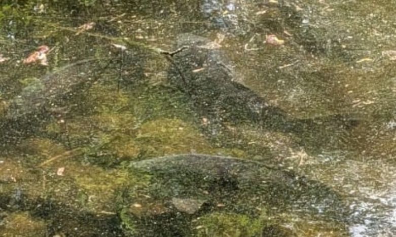 Plusieurs carpes communes nagent près du fond dans une eau peu profonde et trouble. Les poissons sont bien visibles à travers la surface de l'eau.
