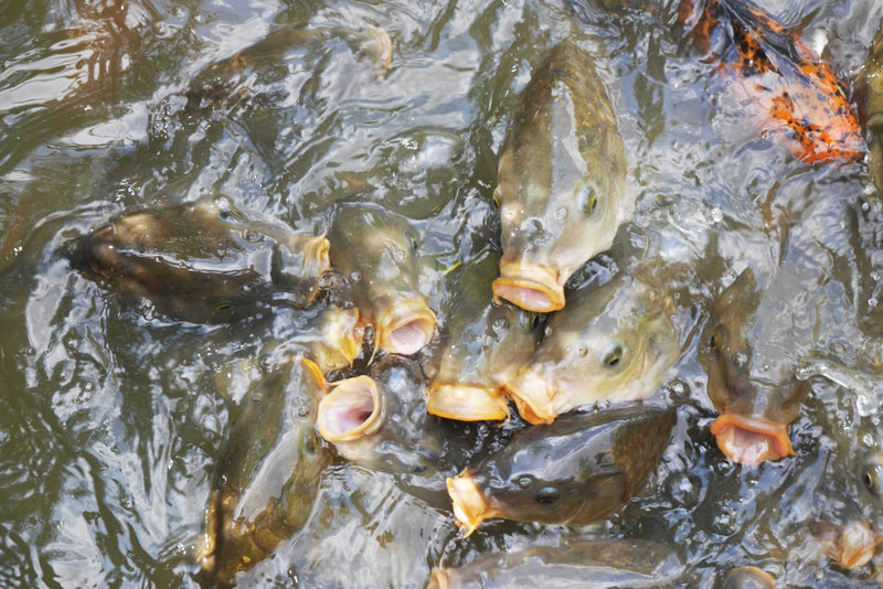 L'image montre plusieurs carpes communes se bousculant à la surface de l'eau la bouche ouverte. Elles sont vues d'en haut dans de l'eau trouble.