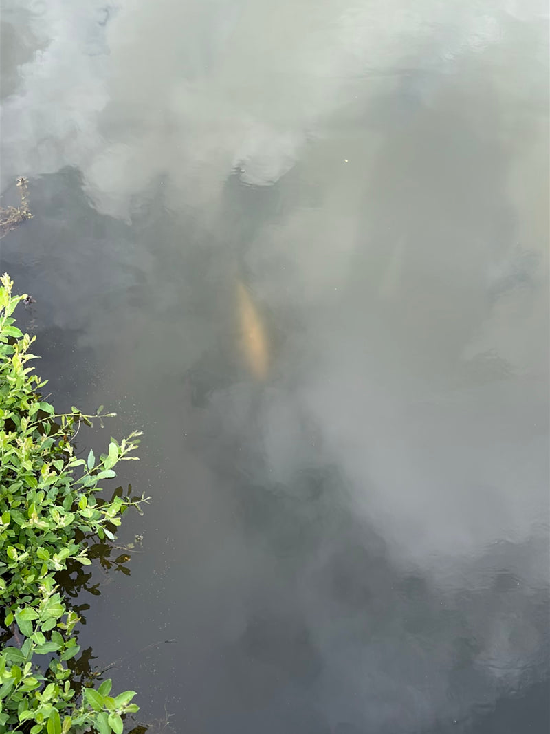 Un gros poisson est vaguement visible dans l'eau trouble d'un plan d'eau. De la végétation riveraine verte pousse sur le bord gauche de l'image.