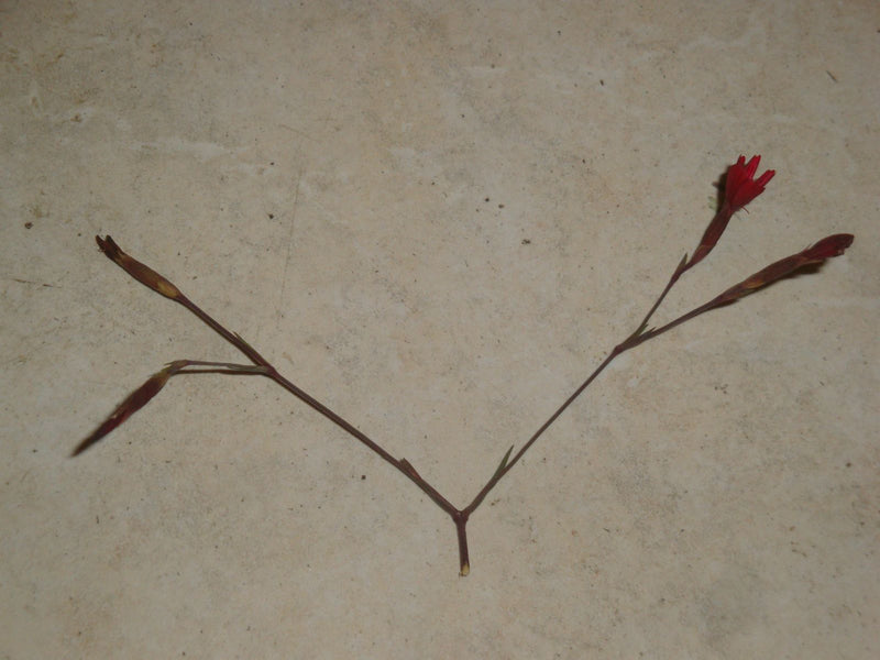 On peut voir un œillet des chartreux avec des fleurs rouges caractéristiques sur un fond clair.