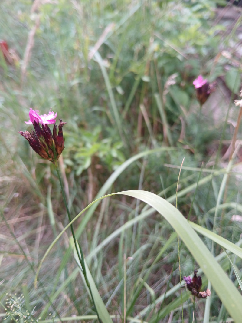 On peut voir un œillet des chartreux en fleurs avec ses pétales roses caractéristiques et ses sépales sombres dans une prairie. La plante se trouve au milieu...