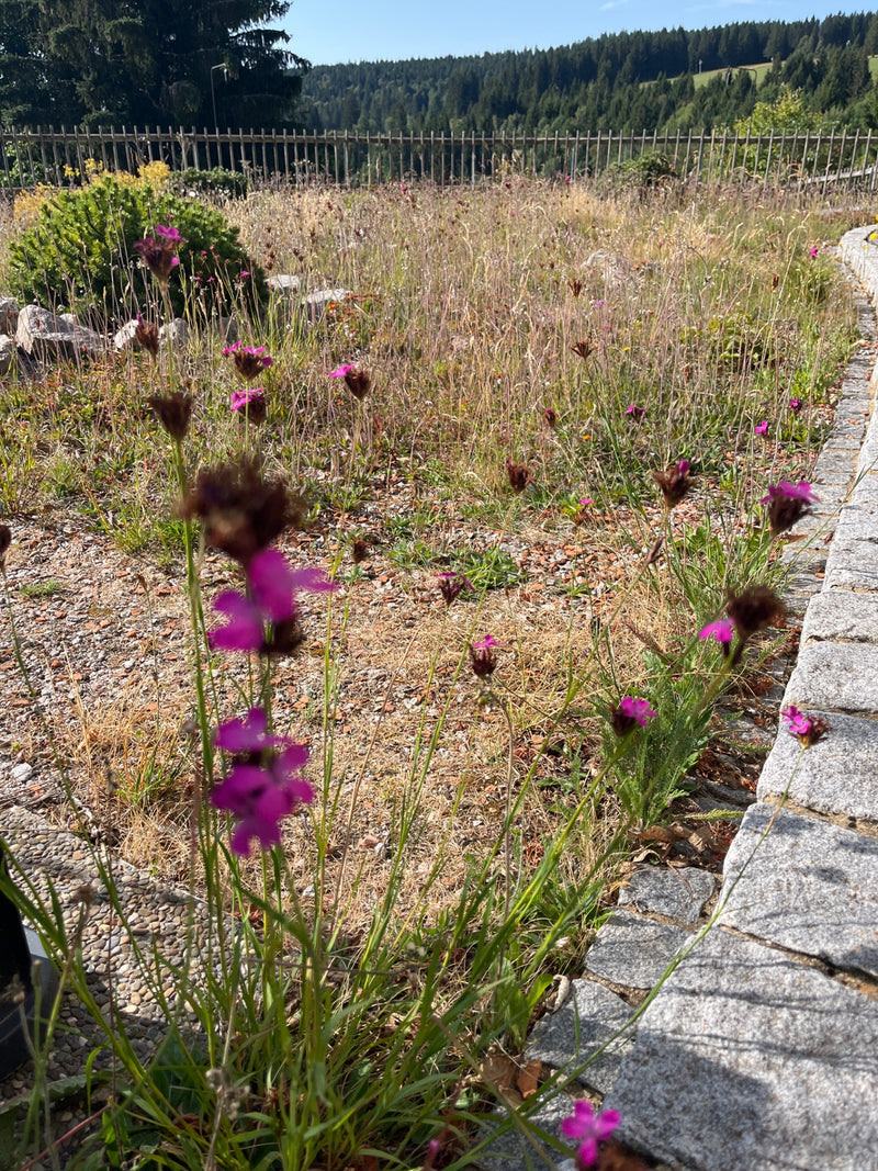 L'image montre plusieurs œillets des chartreux en fleurs sur une prairie sèche à côté d'un chemin pavé. Les fleurs rose vif reposent sur des tiges minces.