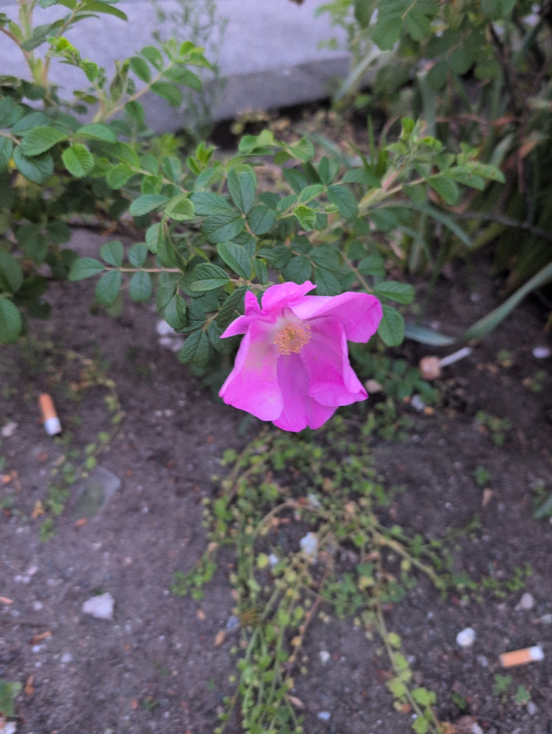 Rose de pomme de terre — Bild 1