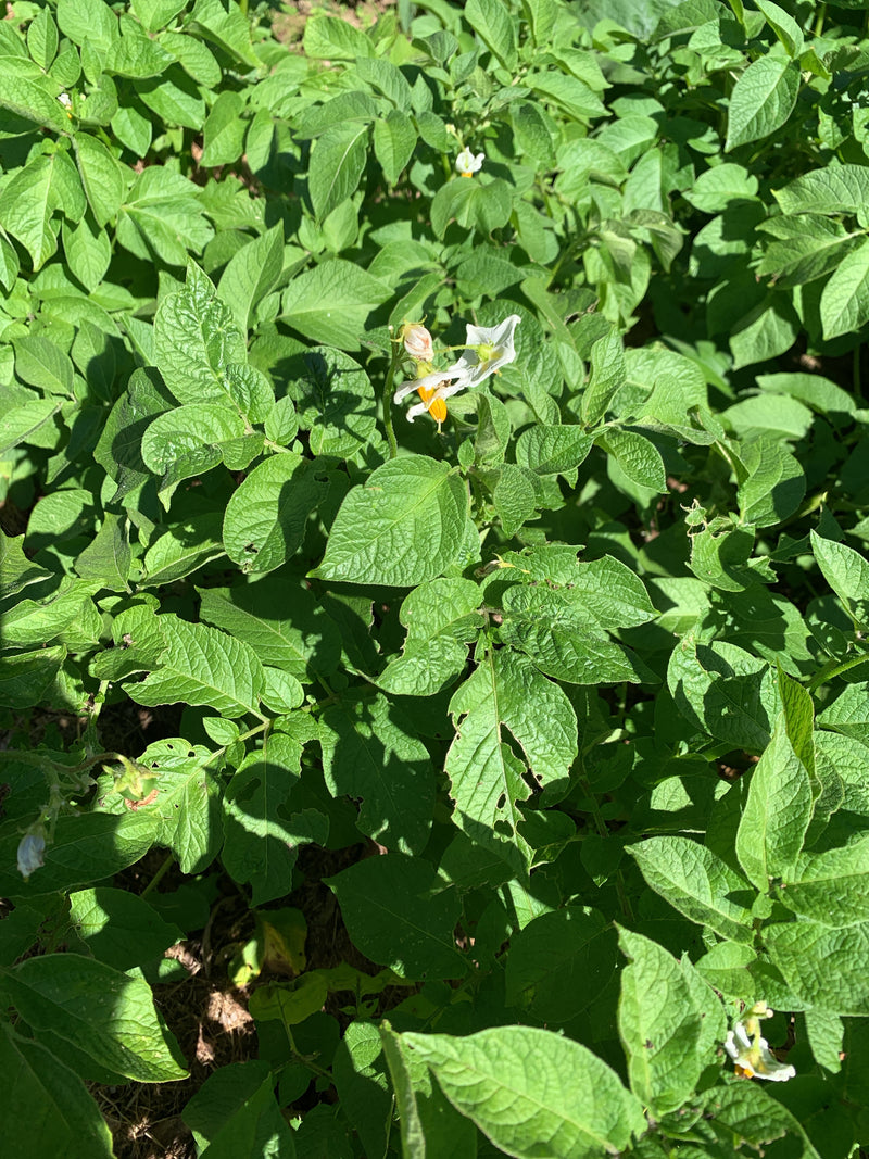 L'image montre une plant de pomme de terre saine avec des feuilles vertes luxuriantes et quelques fleurs blanches. La photo montre le feuillage vu du dessus.
