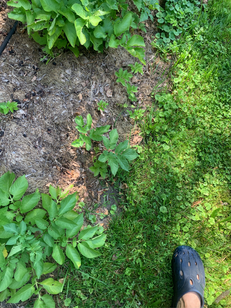 On peut voir des plants de pommes de terre verts poussant dans un parterre de jardin sur la terre. La photo montre les plantes d'en haut dans leur environnem...