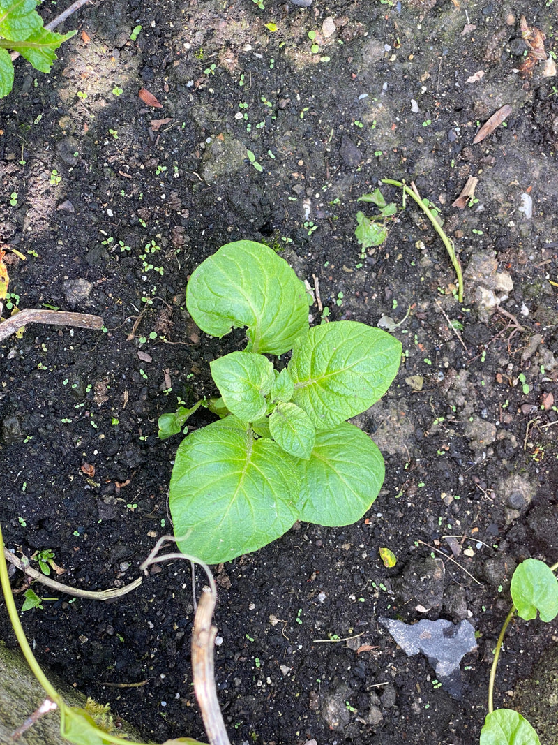 On y voit un jeune plant de pomme de terre avec des feuilles vertes poussant dans de la terre sombre. La photo montre la plante vue du dessus.