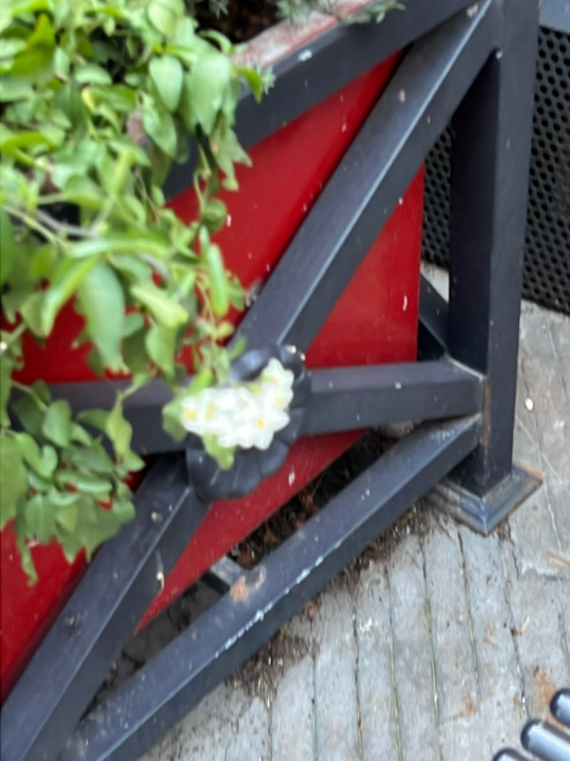 Fleur de pomme de terre — Bild 1