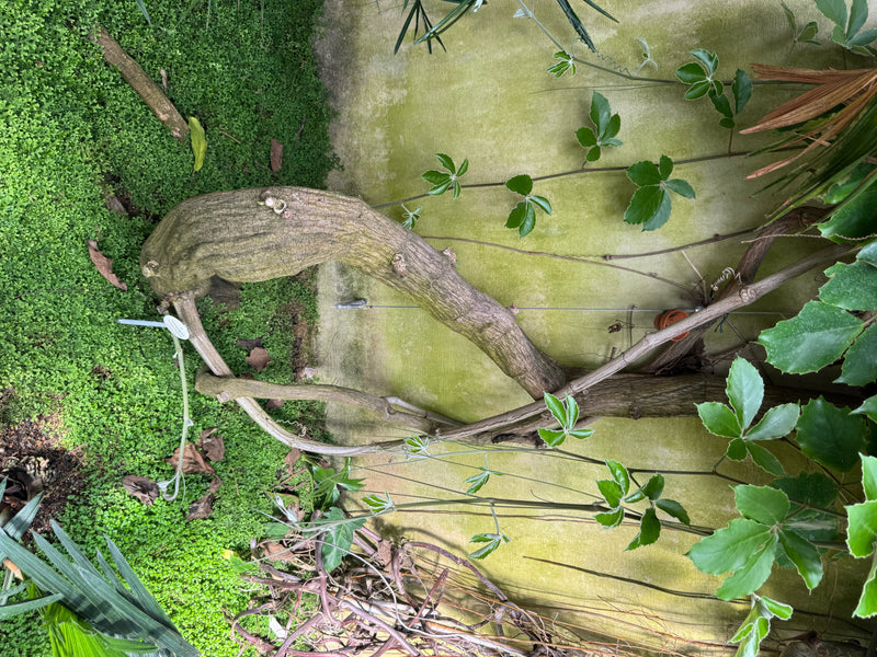 Kastanienwein — photo 1 sur 2