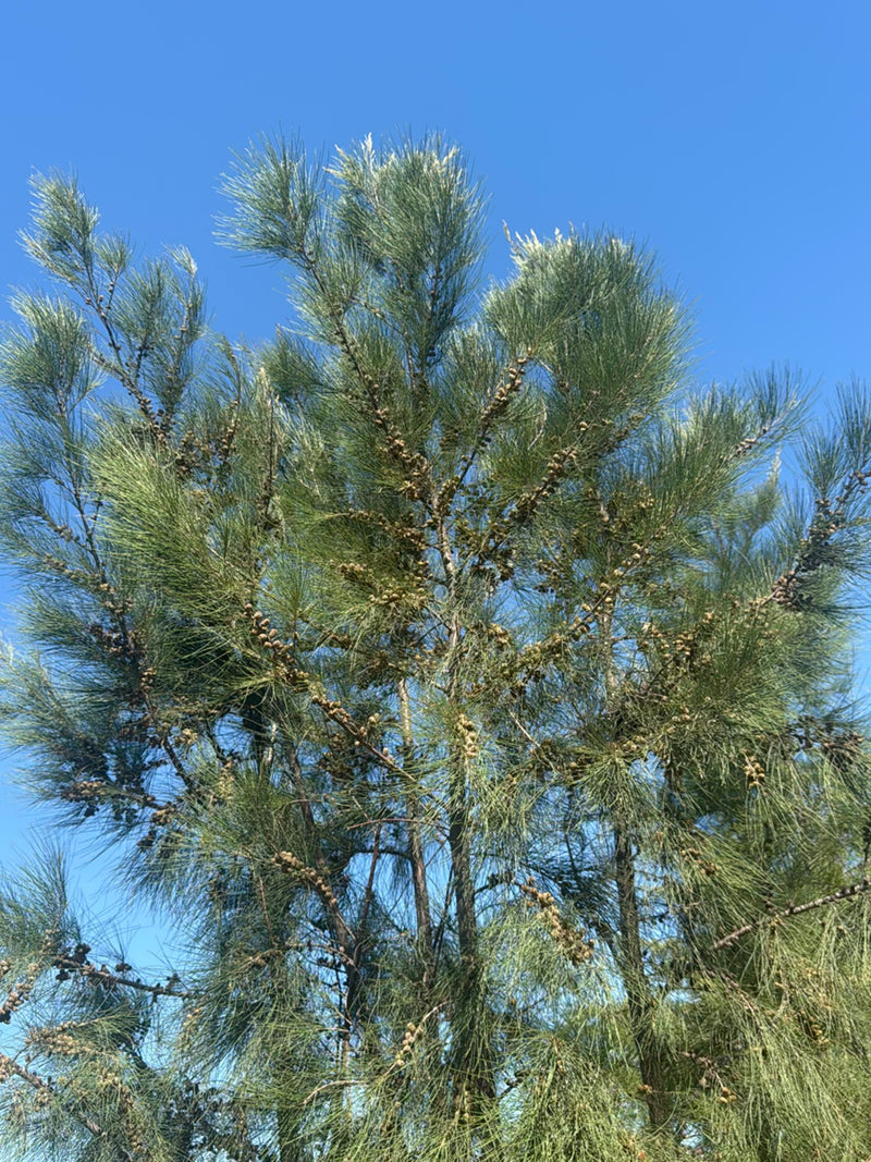 Casuarina — Bild 5