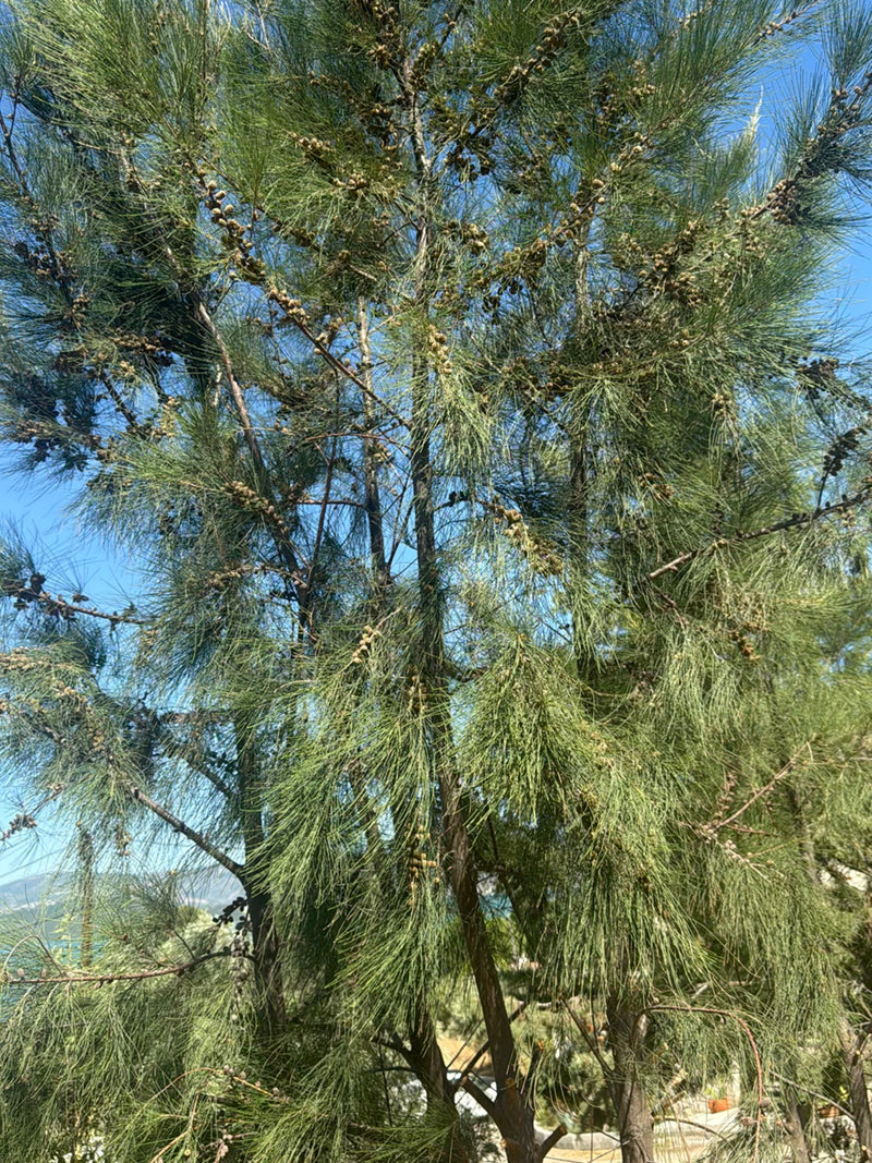 Casuarina — Bild 2