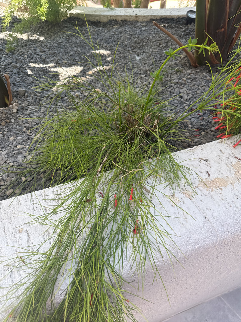 Casuarina — Bild 3