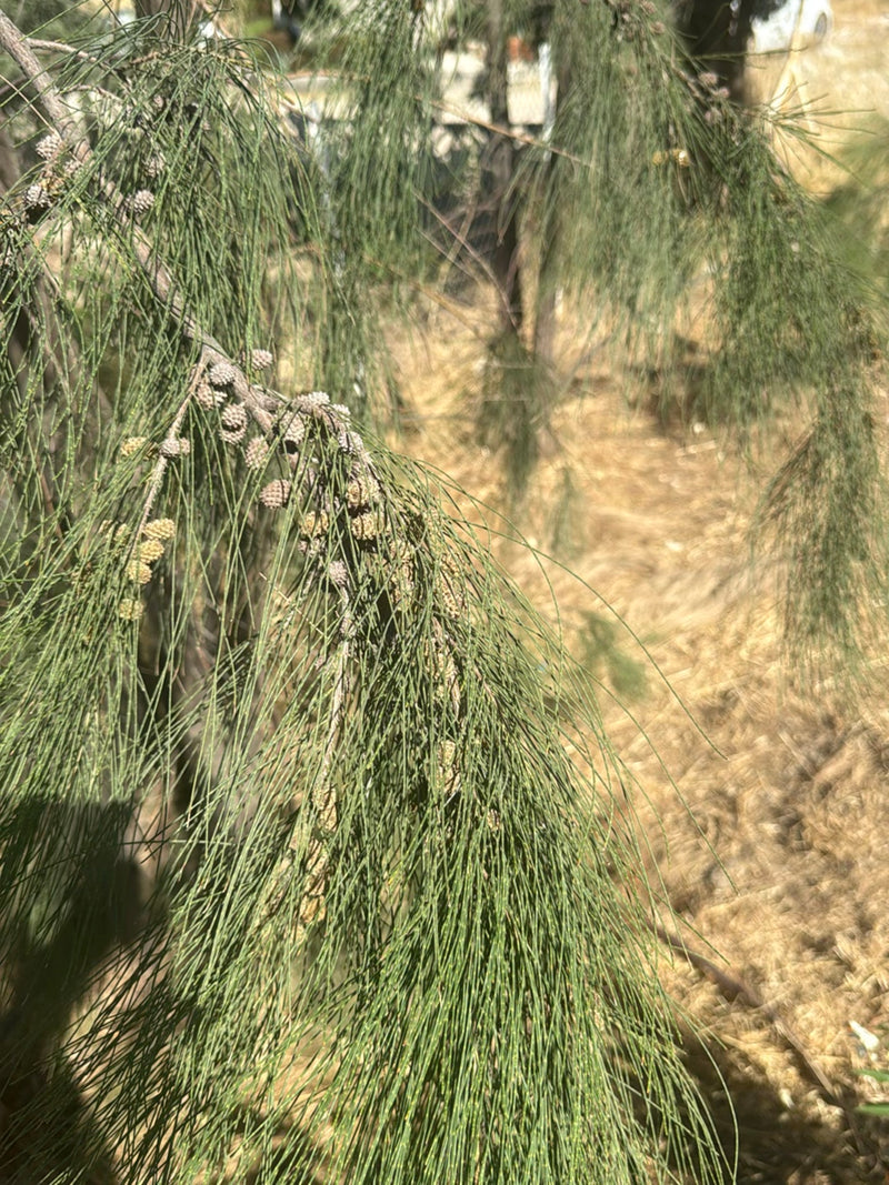 Casuarina — Bild 1