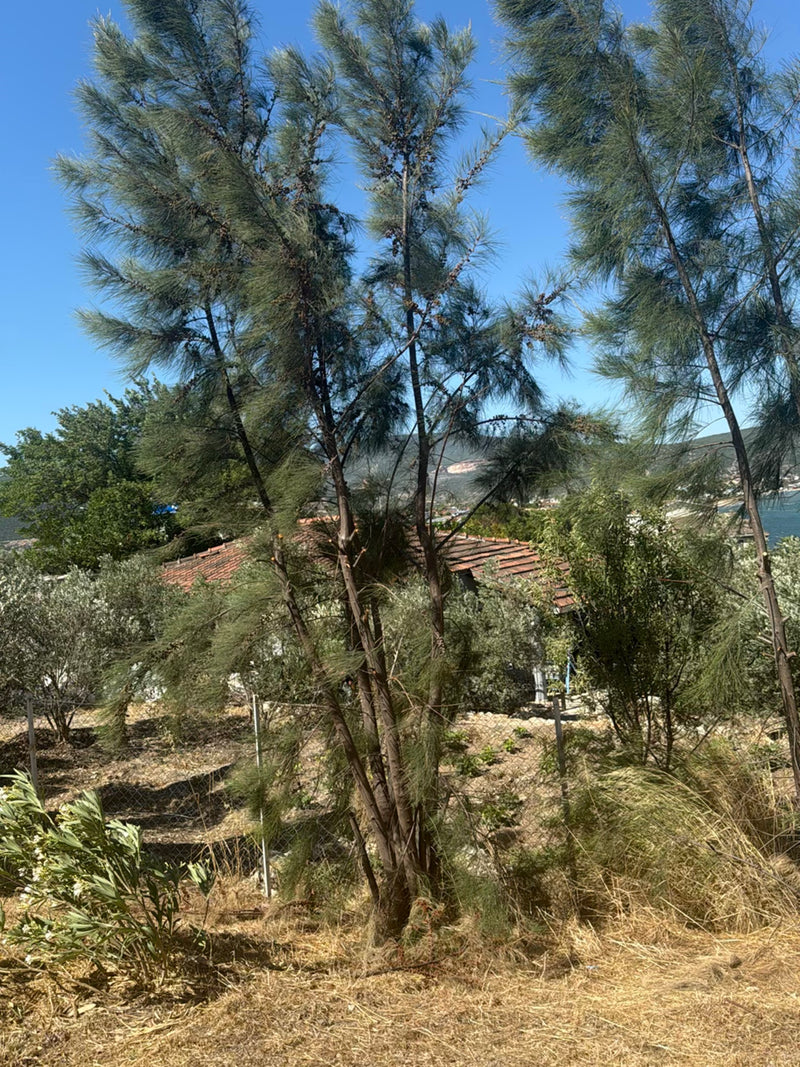 Casuarina — Bild 4