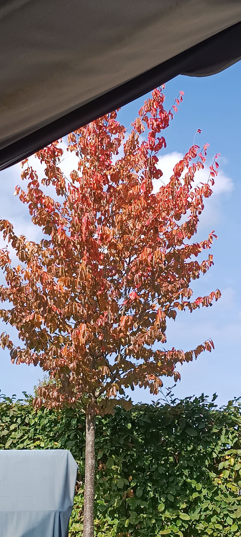 Un jeune arbre caramel montrant un feuillage d'automne rouge-orangé éclatant sous un ciel bleu.