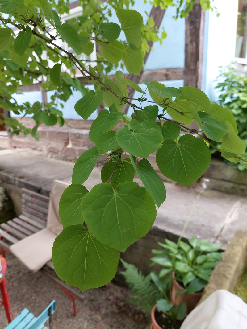 Arbre en pain d'épice — Bild 1