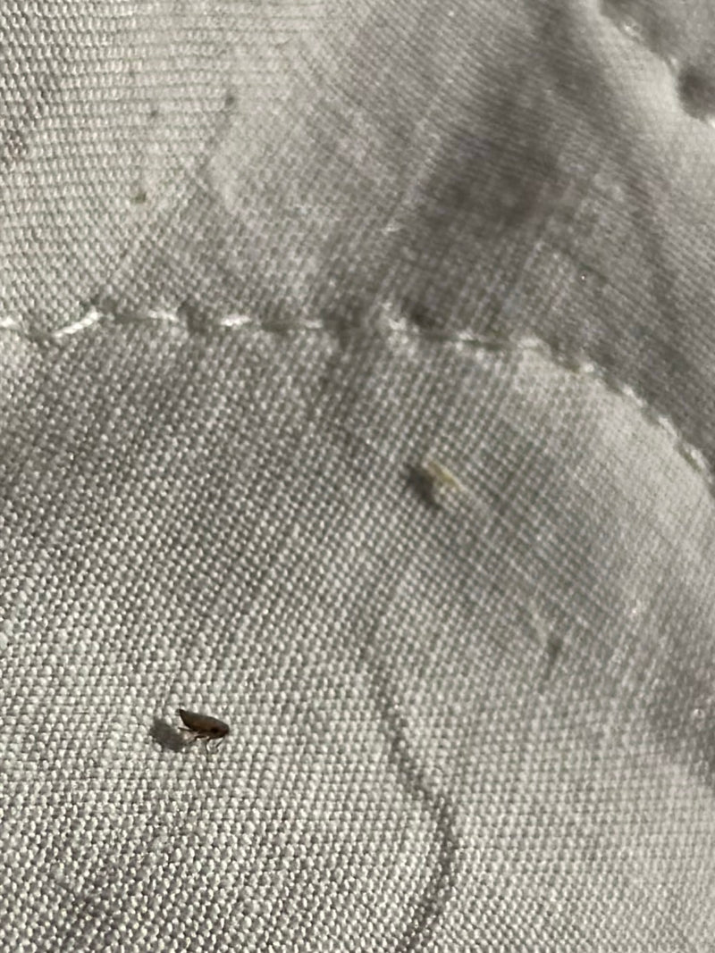 Une unique puce de chat est visible sur un fond textile clair. Le petit insecte aplati latéralement est posé sur le tissu.