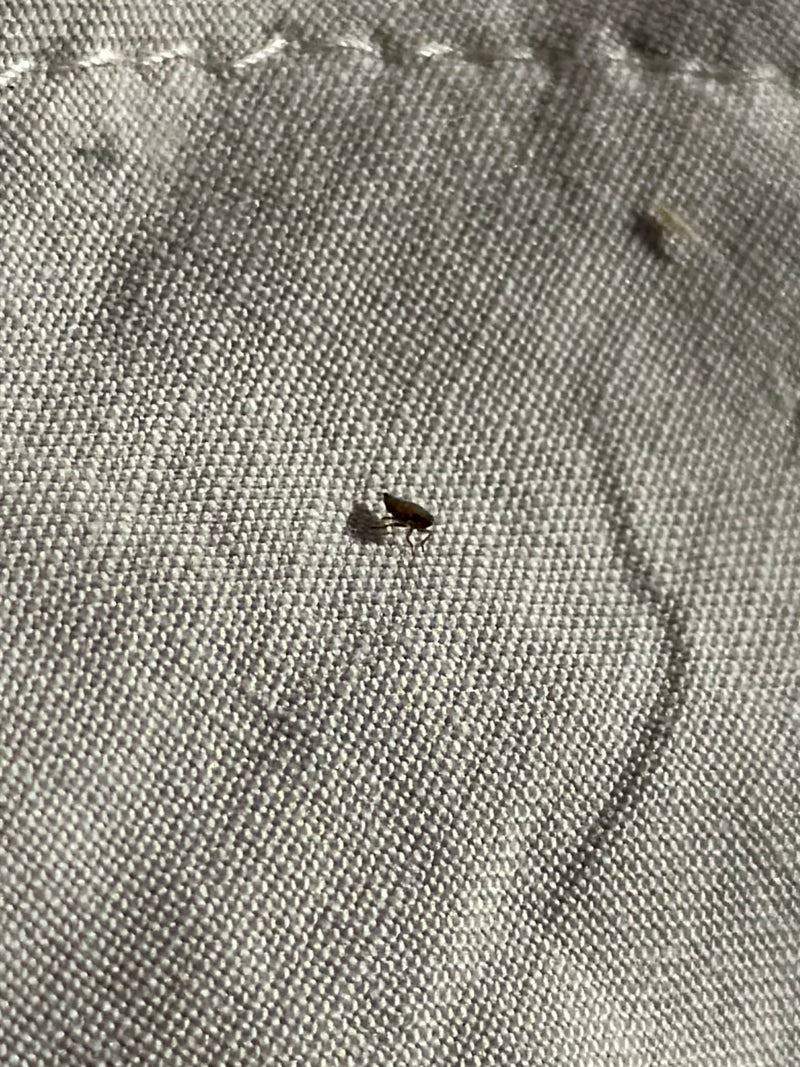 Une petite puce de chat est posée sur un tissu clair. L'insecte est visible de profil en gros plan.