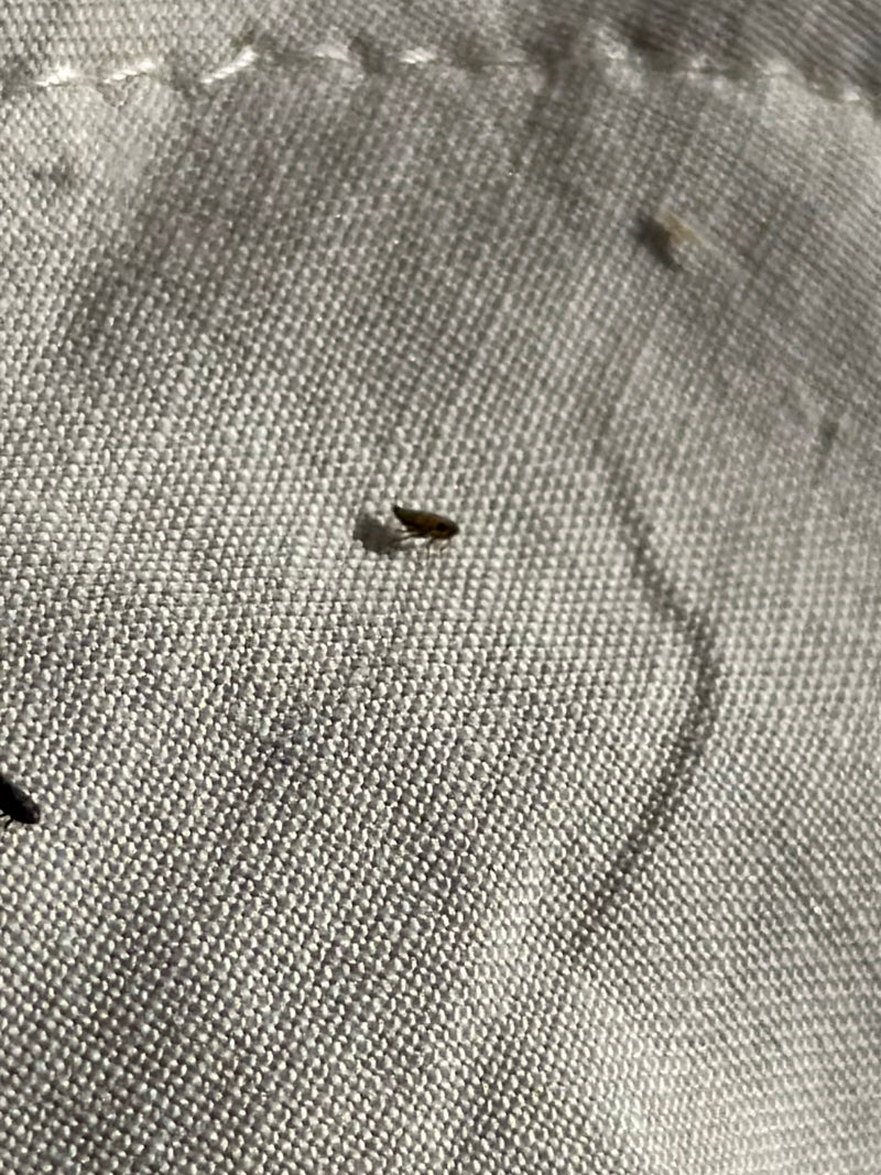 Une seule puce de chat est visible sur une surface textile claire. L'insecte repose sur le tissu.