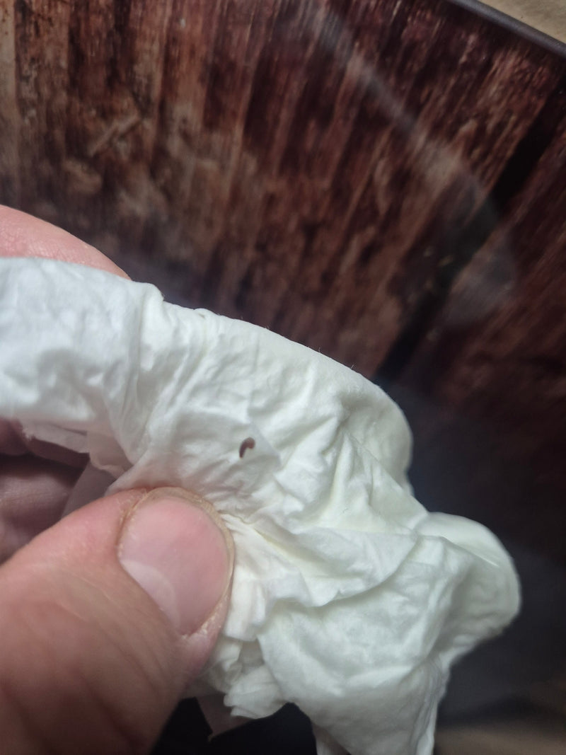 Une petite puce de chat est visible sur un mouchoir en papier blanc. L'insecte est posé sur le support.