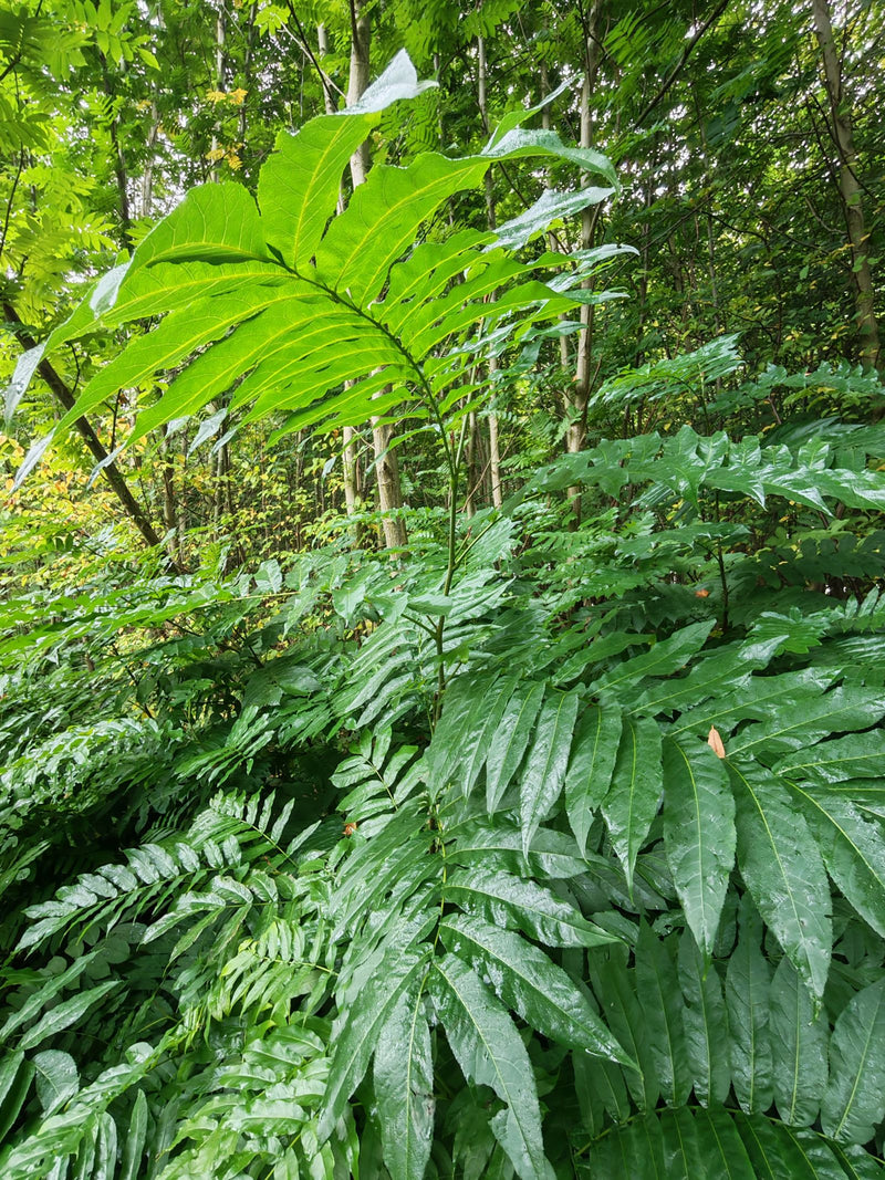 Grandes feuilles pennées d'un jeune ptérocaryer du Caucase poussant dans une forêt de feuillus dense.